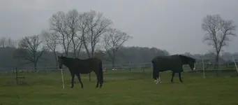 Pferde auf der Koppel.webp