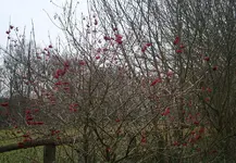 Vogelbeeren.webp