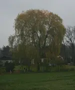 Trauerweide.webp