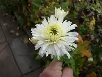 2010 -11-  Garten 001.webp