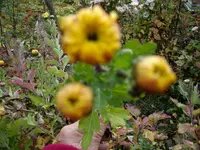 2010 -11-  Garten 003.webp
