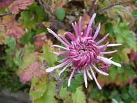 2010 -11-  Garten 004.webp