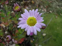 2010 -11-  Garten 006.webp