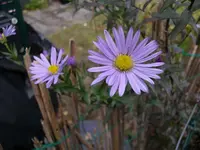 2010 -11-  Garten 008.webp
