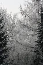 Winterzauber.webp