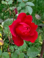 SDC12650.webp