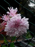 SDC12651.webp