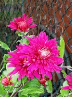 SDC12652.webp