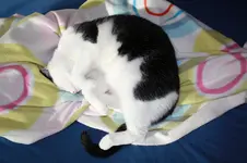 nappi4.webp