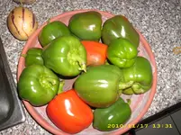 DSCI0337.webp