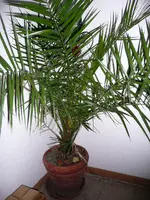 Palme1.webp