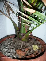 Palme2.webp