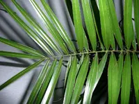 Palme3.webp