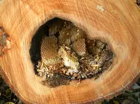Bienenwabe.webp