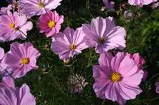 Cosmeen.webp