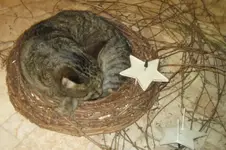 Oscar im Kranz.webp