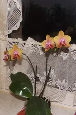 Garten 013.webp