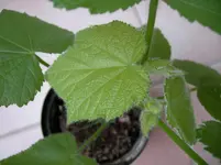 Zimklm2.webp