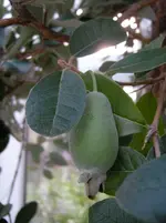 Guave1klm.webp