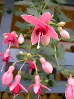 Fuchsie Northwayklm.webp
