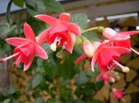 Fuchsieklm.webp