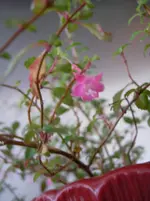 Minifuchsie (3)klm.webp
