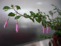Minifuchsie (1)klm.webp