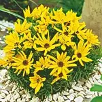 14664_1.webp