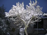 Olivenbaum im Schnee.webp