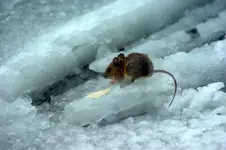 Maus auf Eis.webp