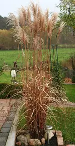 Gras verblüht.webp