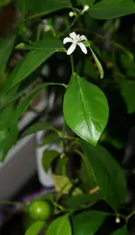 Orangenblüte und 1 Frucht.webp