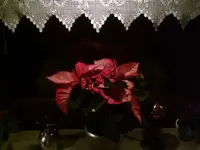 Weihnachtsstern.webp