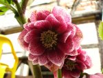 helleborus9168.jpg