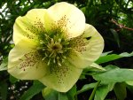 helleborus9176.jpg