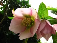 helleborus9180.webp
