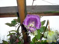 JD500009.webp