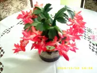 JD500574.webp