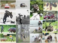 Tiere in der Natur.webp