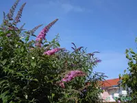 002.webp