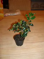 ilex.webp