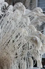 Gras im winter.webp