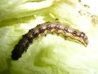 Eissalat1.webp
