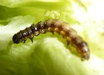 Eissalat.webp
