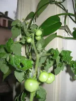 IMG_1337.webp