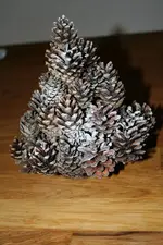 zapfenbaum kl.webp