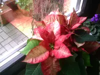 PIC00568.webp