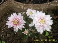 JD500009.webp