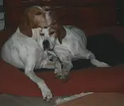 im Ridgi4_klein.webp