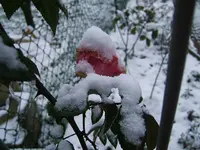 DSCF4494.webp